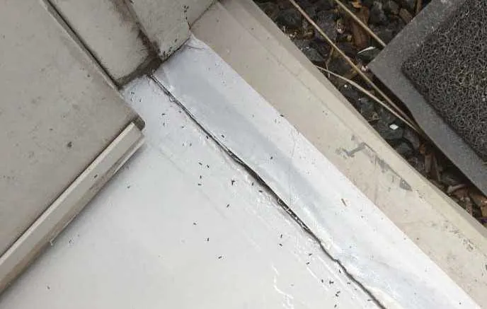 Debris in topcoat