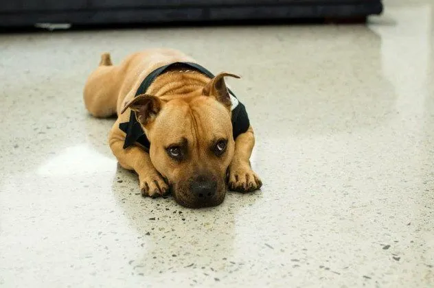 MPC semi-gloss polished concrete floor with a dog resting on it