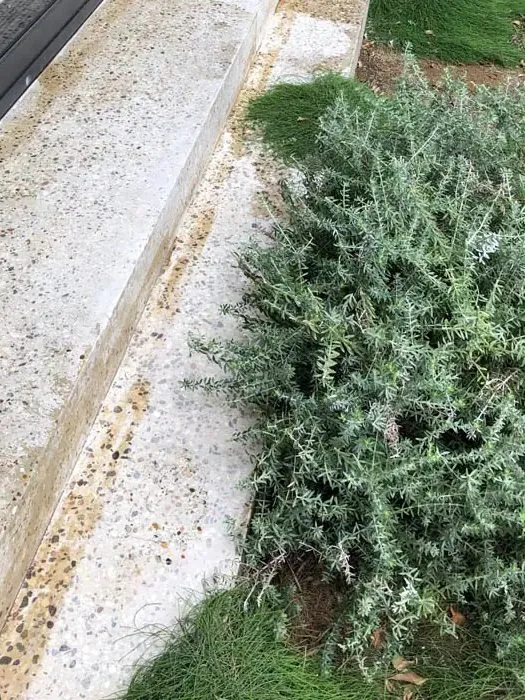 Salty efflorescence and yellowing on an outdoor honed concrete step